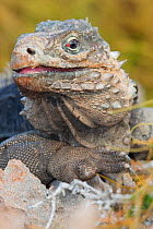 Cuban iguana (Cyclura nubila nubila) Guanahacabibes Peninsula National Park, Pinar del Rio Province, western Cuba.