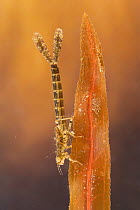 Damselfly nymph (Erythromma najas), Europe, April, controlled conditions