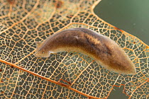 Freshwater flatworm (Dugesia gonocephala) on dead leaf, Europe, April, controlled conditions