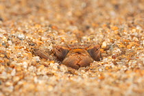 Spiketail dragonfly nymph (Cordulegaster boltonii) hiding in sand, Europe, April, controlled conditions