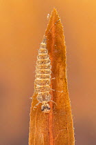 Diving beetle larva (Platambus maculatus), Europe, April, controlled conditions