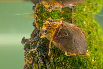 Creeping water bug (Ilyocoris cimicoides), Europe, May, controlled conditions