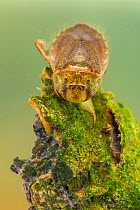 Creeping water bug (Ilyocoris cimicoides), Europe, May, controlled conditions