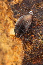 Diving beetle (Agabus sp.), Europe, April, controlled conditions