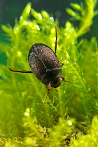 Diving beetle (Agabus sp.), Europe, April, controlled conditions