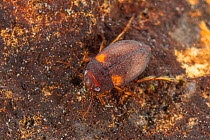 Diving beetle (Deronectes latus), Europe, April, controlled conditions
