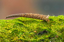 Case-building caddisfly larva (Leptoceridae), Europe, May, controlled conditions