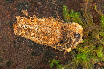 Case-building caddisfly larva (Molanna sp.), Europe, July, controlled conditions