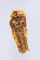 Case-building caddisfly larva (Molanna sp.), Europe, July, controlled conditions