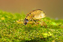 Crawling water beetle (Berosus signaticollis), Europe, May, controlled conditions