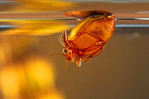 Diving beetle (Hyphydrus ovatus) refilling its air store by the surface, Europe, July, controlled conditions