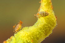 Spongillafly larvae (Sisyra fuscata) feeding on freshwater sponge (Spongilla lacustris), Europe, July, controlled conditions