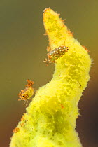 Spongillafly larvae (Sisyra fuscata) feeding on freshwater sponge (Spongilla lacustris), Europe, July, controlled conditions