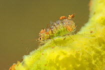 Spongillafly larva (Sisyra fuscata) feeding on freshwater sponge (Spongilla lacustris), Europe, July, controlled conditions