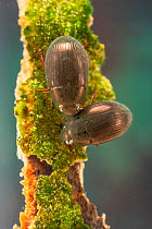 Water scavenger beetles (Hydrophilidae) Europe, May, controlled conditions
