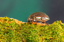 Water scavenger beetle (Hydrophilidae) Europe, May, controlled conditions