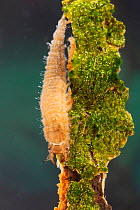 Water scavenger beetle larva (Hydrophilidae), Europe, May, controlled conditions