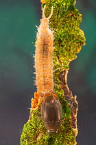 Water scavenger beetle and larva (Hydrophilidae), Europe, May, controlled conditions