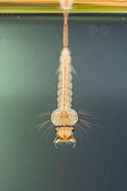 Mosquito larva (Culex sp.), Europe, August, controlled conditions