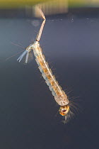 Mosquito larva (Culex sp.), Europe, August, controlled conditions