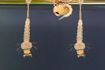 Mosquito larvae and pupa (Culex sp.), Europe, August, controlled conditions, focus stacked