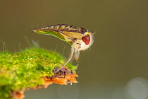 Water boatman (Corixa sp.), Europe, May, controlled conditions
