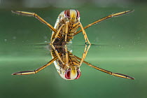 Backswimmer (Notonecta glauca), resting at the water surface, Europe, August, controlled conditions