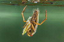 Backswimmer (Notonecta glauca) hunting at the water surface, Europe, August, controlled conditions