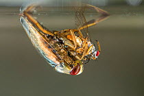 Backswimmer (Notonecta glauca) hunting at the water surface, holding fly prey, Europe, August, controlled conditions