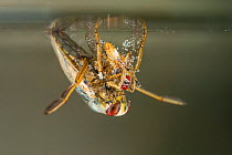 Backswimmer (Notonecta glauca) hunting at the water surface, Europe, August, controlled conditions