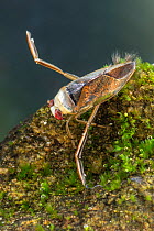 Backswimmer (Notonecta glauca), Europe, August, controlled conditions