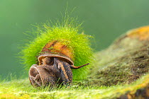 River snail (Viviparus sp.), Europe, April, controlled conditions