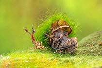 River snail (Viviparus sp.) and Large red damselfly nymph (Pyrrhosoma nymphula), Europe, April, controlled conditions