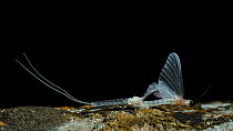 Mayfly (Ephorom virgo) emerged at the end of the summer Tudela, Navarra, Spain, September.
