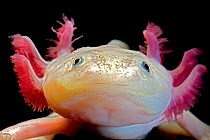 Axolotl (Ambystoma mexicanum), white or leucistic form, neotenic salamander. Captive, critically endangered in the wild, occurs in Mexico.