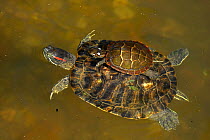 Red-eared slider (Trachemys scripta elegans), and Painted turtle (Chrysemys picta) on back, Maryland, USA, August.