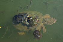 Red-eared slider (Trachemys scripta elegans), and Painted turtles (Chrysemys picta) on back of Snapping turtle (Chelydra serpentina) Maryland, USA, August.