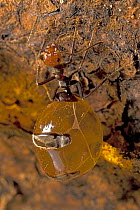 Honey pot ant (Myrmecocystus spp) ant storing liquid food for other members of the colony. Arizona, USA, August.