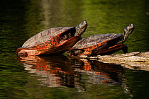 Northern red-bellied turtle (Pseudemys rubriventris), Maryland, USA, May.