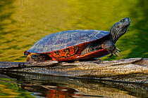 Northern red-bellied turtle , (Pseudemys rubriventris), Maryland, USA, May.