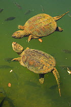 Snapping turtles (Chelydra serpentina) and Bluegills (Lepomis macrochirus) Maryland, USA, June.