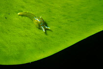 Sea snail (Oxynoe benchijigua) on seaweed (Caulerpa prolifera) Tenerife, Canary Islands.