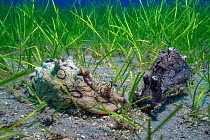 Sea hare (Aplysia dactylomela) in seagrass beds of Little Neptune grass (Cymodocea nodosa) Tenerife, Canary Islands.