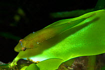 Clingfish (Opeatogenys cadenati) camouflaged on seaweed, Tenerife, Canary Islands.