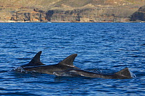Rough-toothed dolphin (Steno bredanensis) three surfacing together, Gran Canaria, Canary Islands.