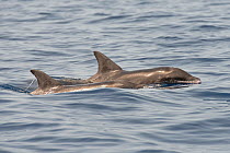 Rough-toothed dolphin (Steno bredanensis) Characteristic formation of a group, swimming very synchronized. El Hierro, Canary Islands.