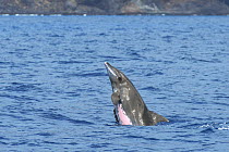 Rough-toothed dolphin (Steno bredanensis) porpoising El Hierro, Canary Islands.