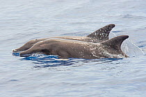 Rough-toothed dolphin (Steno bredanensis) two surfacing together, El Hierro, Canary Islands.
