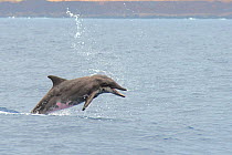 Rough-toothed dolphin (Steno bredanensis) porpoising, El Hierro, Canary Islands.