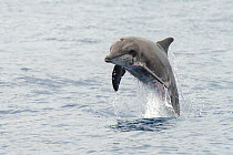 Rough-toothed dolphin (Steno bredanensis) porpoising, El Hierro, Canary Islands.
